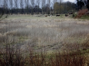 met ponys