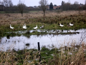 ganzen en 2 ooievaars ( niet op foto)