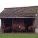 Schapen schuilend voor de regen