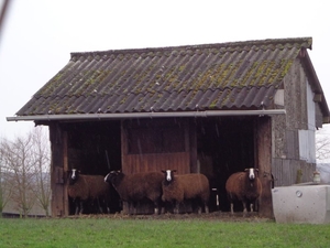 Schapen schuilend voor de regen