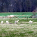 14-de jonge schaapjes lopen reeds buiten!