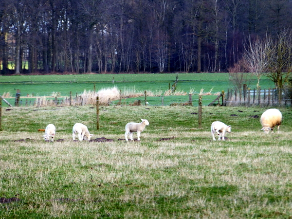 14-de jonge schaapjes lopen reeds buiten!
