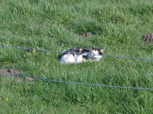 Genietende poes in de zon :)