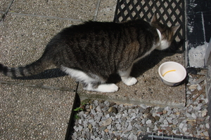 poes  6 aug 2006