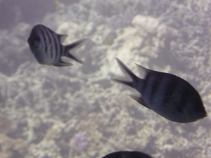 SAM_0666
