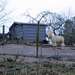 2014-02-19 Sint-Goriks-Oudenhove 03