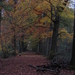 Herfst in de Leiestreek Astene