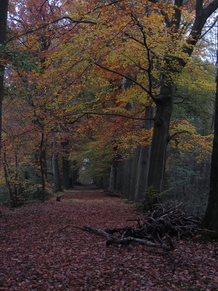 Herfst in de Leiestreek Astene