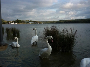 HET ZWANENMEER