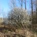 2014-03-02 Borsbeke 011