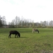 20140223.Deinze 047 (Medium)
