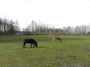 20140223.Deinze 047 (Medium)