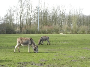 20140223.Deinze 048 (Medium)