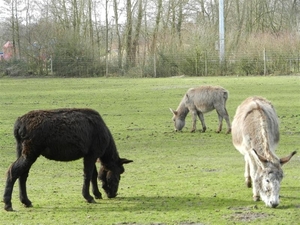 20140223.Deinze 049 (Medium)