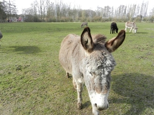 20140223.Deinze 050 (Medium)