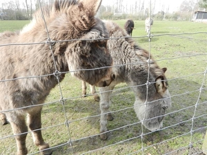 20140223.Deinze 053 (Medium)