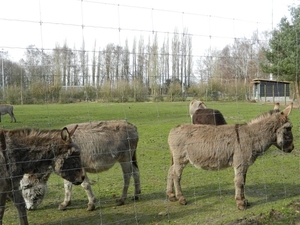 20140223.Deinze 055 (Medium)