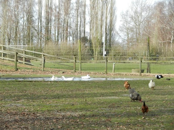 20140223.Deinze 056 (Medium)