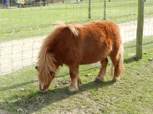 20140223.Deinze 081 (Medium)