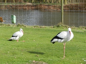 20140223.Deinze 082 (Medium)