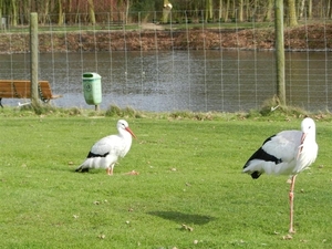 20140223.Deinze 083 (Medium)