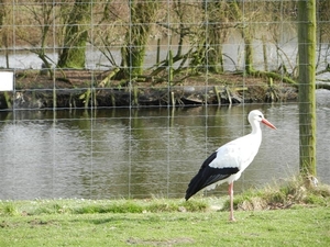 20140223.Deinze 084 (Medium)