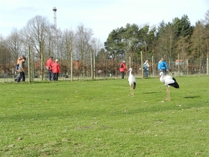 20140223.Deinze 087 (Medium)