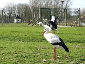 20140223.Deinze 088 (Medium)