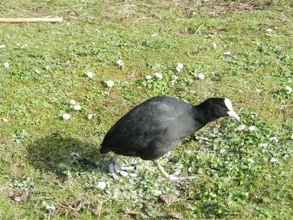 20140223.Deinze 089 (Medium)