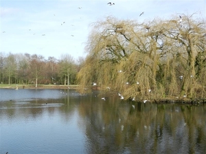 20140223.Deinze 091 (Medium)