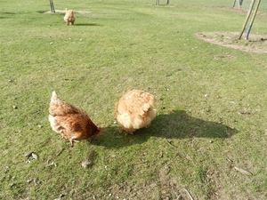 20140223.Deinze 096 (Medium)