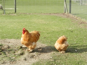 20140223.Deinze 097 (Medium)