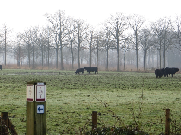 2014-03-04 Ruiselede 09