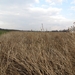 2014-03-04 Wetteren 17