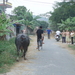 Vietnam 2006 072