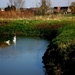 alom