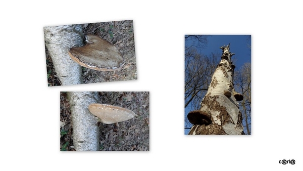 06-2014-03-04 JanMed Mol5