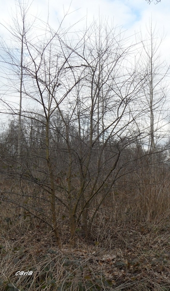 2014-03-04 JanMed Mol (45)