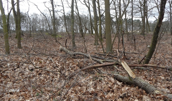 2014-03-04 JanMed Mol (59)