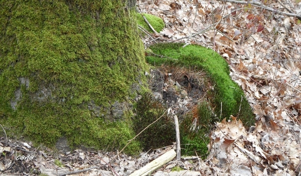 2014-03-04 JanMed Mol (9)