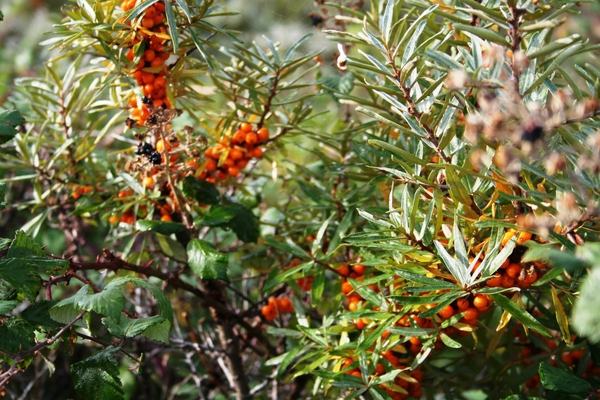 081004 2 20 fort-mahon