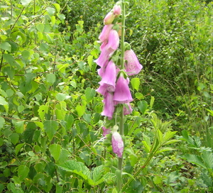 P6130004
