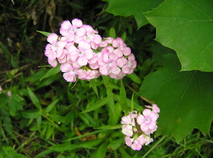 P6130005