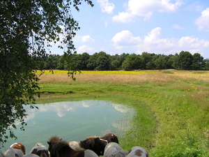 ponny's bij de poel