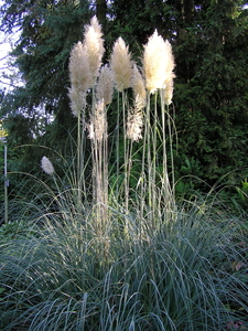 PA030043