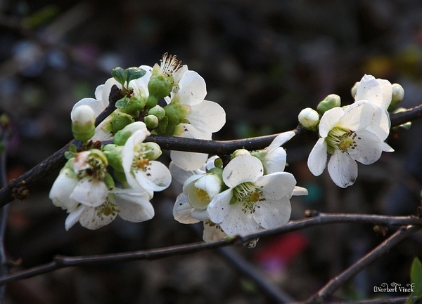 sized_sized_IMG_25867a witte kweepeer