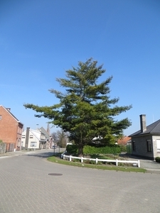 2014-03-10 Gijzegem 31