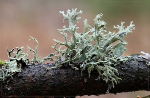 Eikenmos - Evernia prunastri