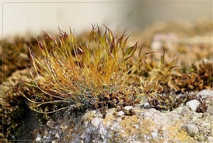 Gewoon muursterretje - Tortula muralis