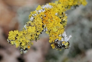 Groot Dooiermos - Xanthoria parietina  (2)